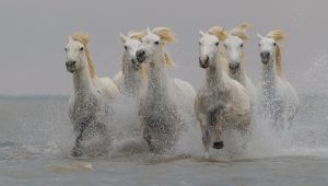 Lire la suite à propos de l’article Comment photographier les chevaux de Camargue?
